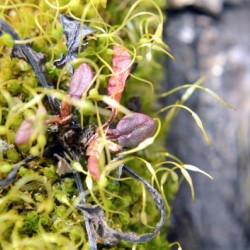 Green Red Purple Moss